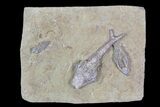 Three Crinoid Fossils (One Inadunate) - Crawfordsville, Indiana #92526-1